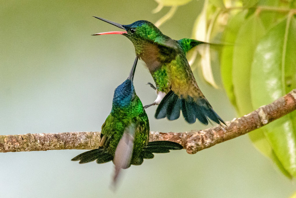 Cuanto Late El Corazon De Un Colibri