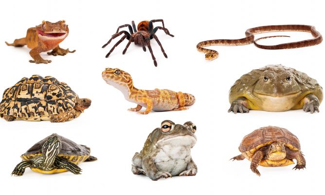 Cuáles son los anfibios y reptiles - Docuciencia