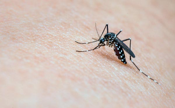 soluciones a los mosquitos