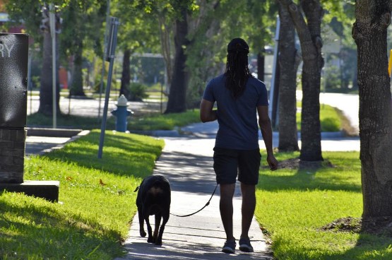 proveer perro